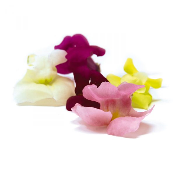 variety snapdragon edible flowers