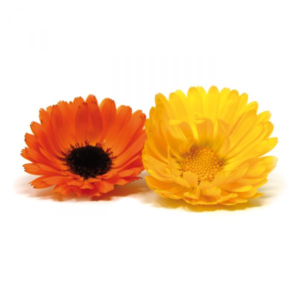 marigold edible flowers
