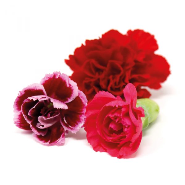 variety carnation edible flowers