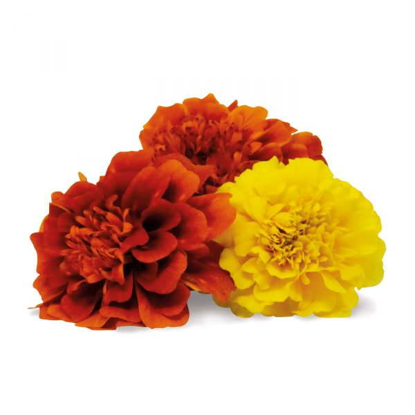 variety tagetes edible flowers