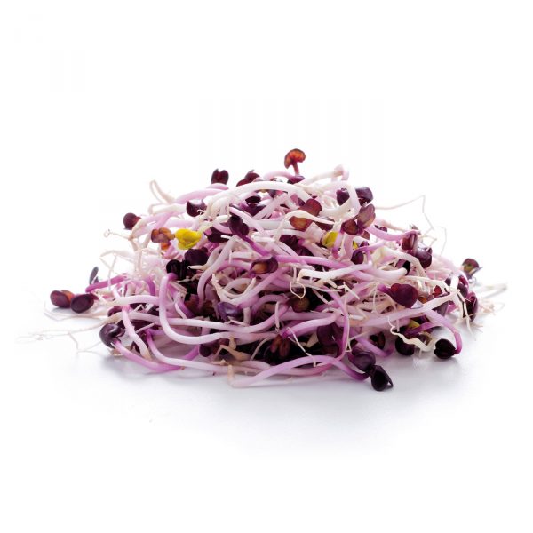 variety red radish sprouts